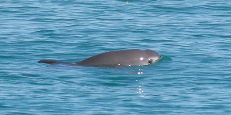 Fewer than 30 vaquita are thought to survive - @ Fiskerforum