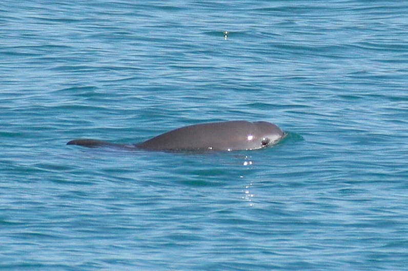 Read more about the article Poaching, not shrimpers, threaten vaquita