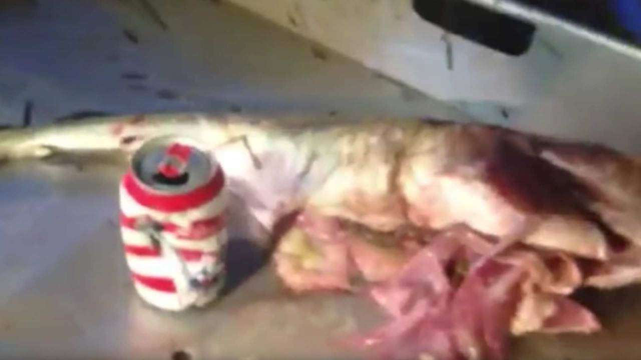 Read more about the article Fisherman caught cod with can and plastic cup in the stomach