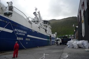 A Pelagic Oasis in the North Atlantic - @ Fiskerforum