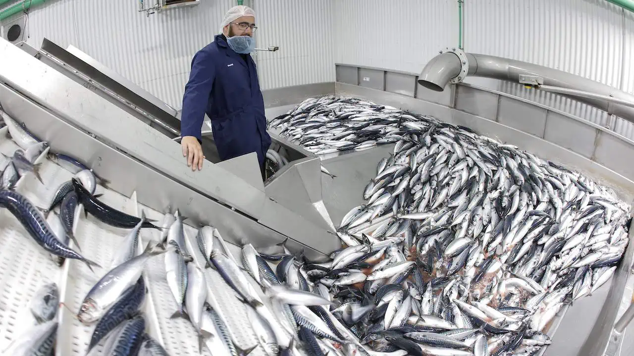 Read more about the article Westman Islands mackerel season comes to a close