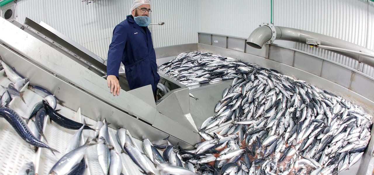 Read more about the article Hello, herring – mackerel season over