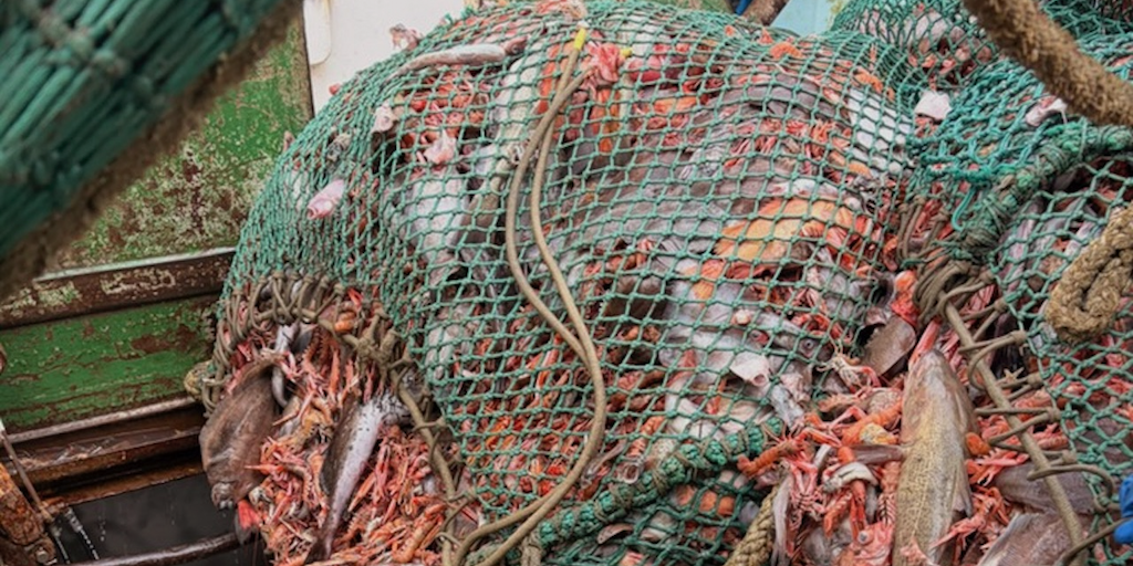 Read more about the article Langoustine research underway south of Iceland