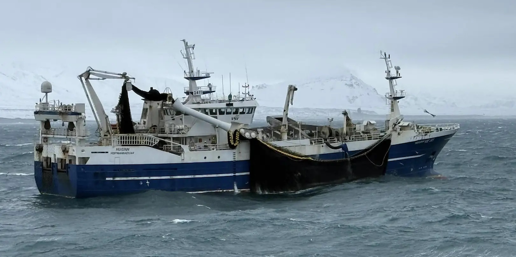 Read more about the article Capelin fishery draws to a close