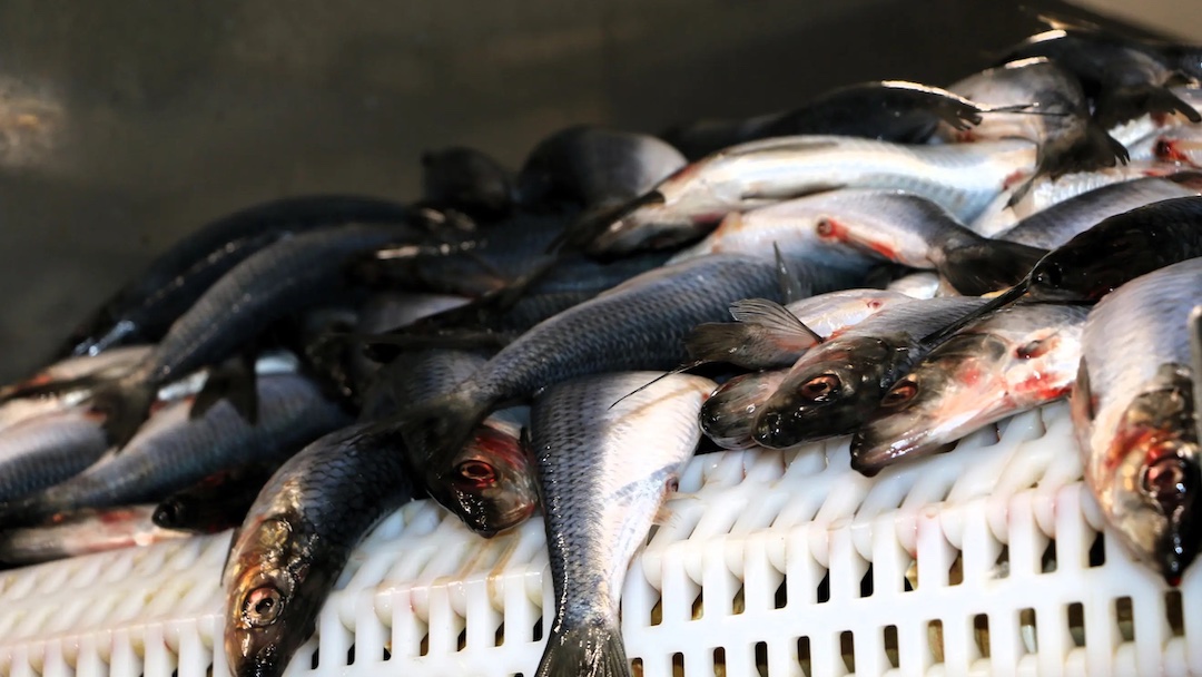 Read more about the article VSV’s herring season coming to an end