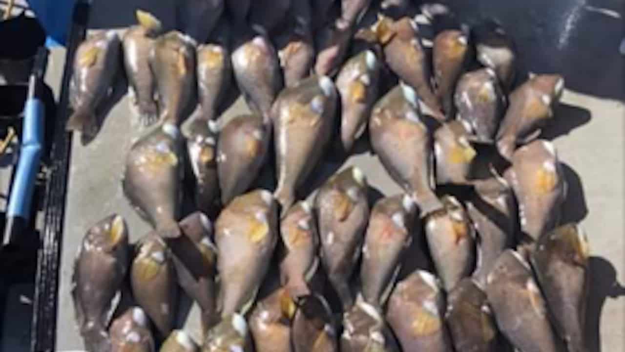 Read more about the article Social media boast leads to heavy fine